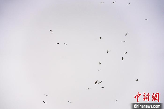 数千只国家二级保护野生动物黑鸢现身新疆图木舒克