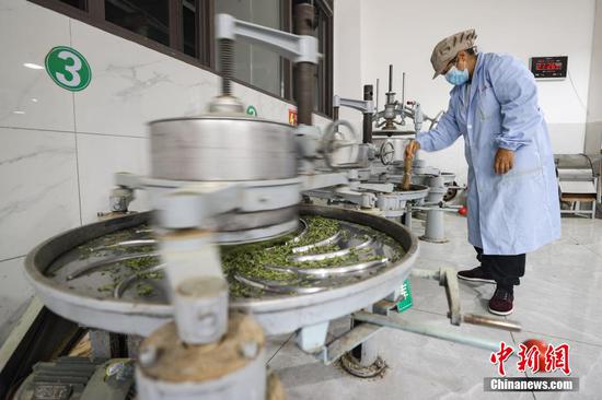 4月2日晚，贵定县云雾镇一家茶叶加工坊工人在查看“云雾贡茶”揉捻情况。