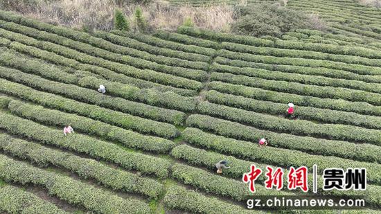鸟瞰茶园    娄云霄 摄