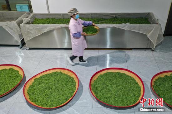 图为4月2日晚，贵定县云雾镇一家茶叶加工坊工人在转移制作“云雾贡茶”的鲜茶。