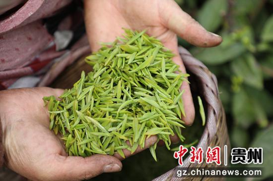 菜农采摘的新茶 。娄云霄摄