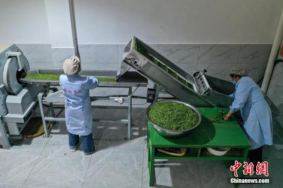 4月2日晚，贵定县云雾镇一家茶叶加工坊工人将“云雾贡茶”鲜茶放入杀青设备。