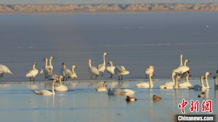 冰消雪融 新疆烏倫古湖迎大批候鳥