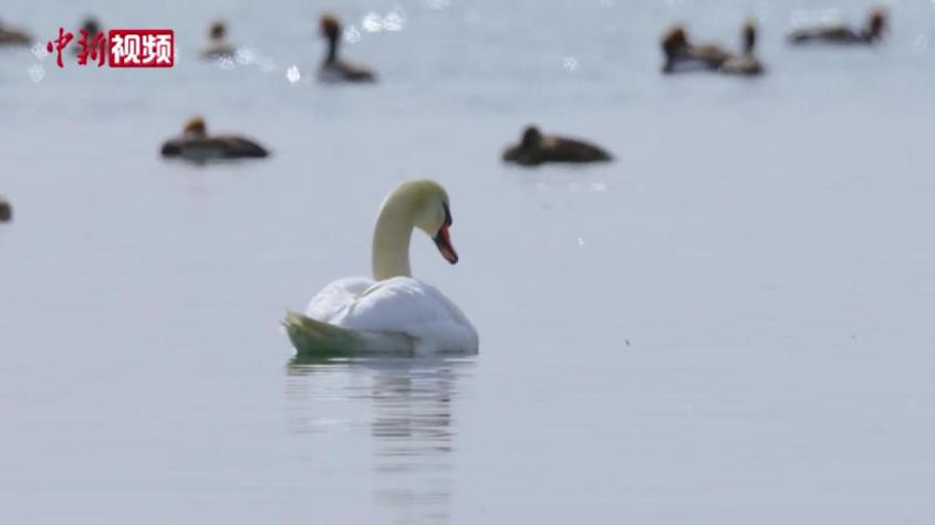 冰雪消融 新疆烏倫古湖迎大批候鳥