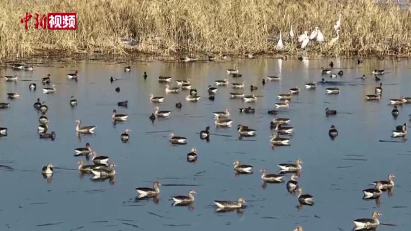 瑪納斯國家濕地公園迎來春季候鳥遷徙潮