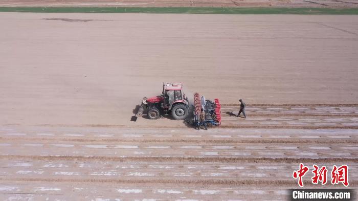 新疆喀什550万亩棉花开播 机械化播种率达100%