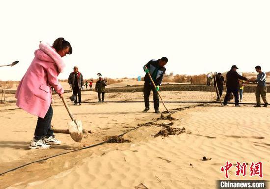 2023年，三十一团人工造林计划面积2200余亩，主要种植梭梭、四翅滨藜、胡杨等。　石刘 摄