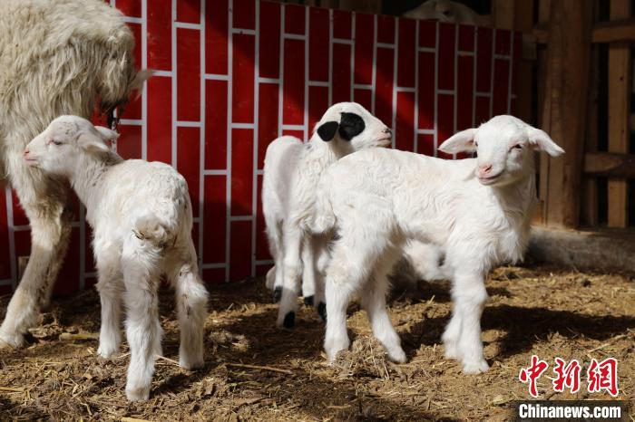 新疆：科學養殖助力鄉村“羊師傅”打造“致富經”