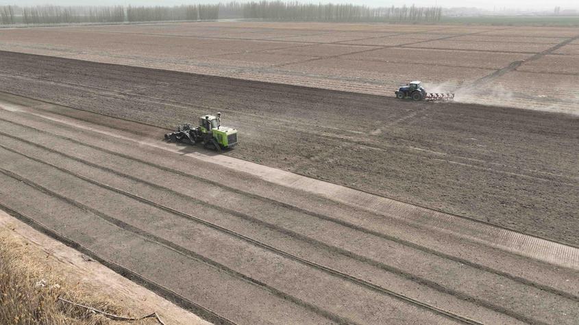 十团：深耕粉松技术助力棉花增效 职工增收