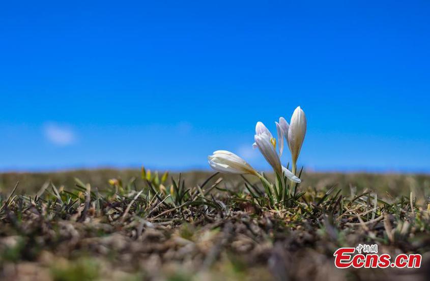 Gagea flowers ready to welcome spring on Nalati grassland in Xinjiang