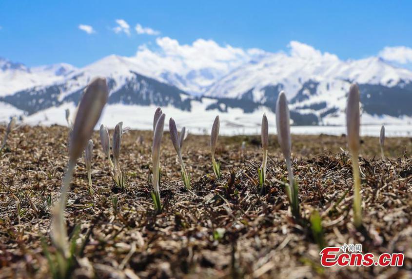 Gagea flowers start to bloom on Nalati grassland in northwest China's Xinjiang Uyghur Autonomous Region in April. These flowers usually appear as the snow on the mountains thaws, and locals say they signal the end of winter. (Photo: China News Service/Zhang Wenting)