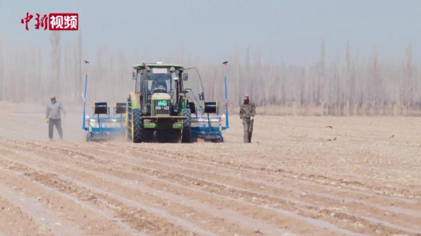 新疆博樂：機械播棉種凸顯“科技范”