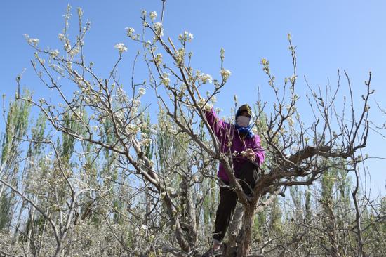 4月8日，在三〇团双丰镇园三连的一处梨园里，种植户给香梨授粉。张虎 摄