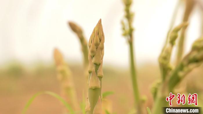 新疆麦盖提“沙漠芦笋”首年丰产 特色种植为乡村振兴助力