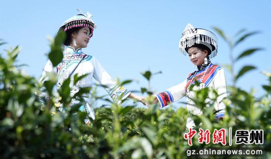 4月9日，两名着盛装的采茶女进入贵州省大方县雨冲乡鹏银村仙女峰白茶种植基地采茶。李灵 摄