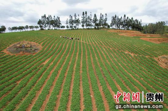 2023年4月7日，在贵州省黔东南苗族侗族自治州施秉县牛大场镇牛大场村，农民在给太子参除草。