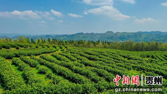4月9日，贵州省大方县雨冲乡鹏银村的仙女峰白茶种植基地。李灵 摄