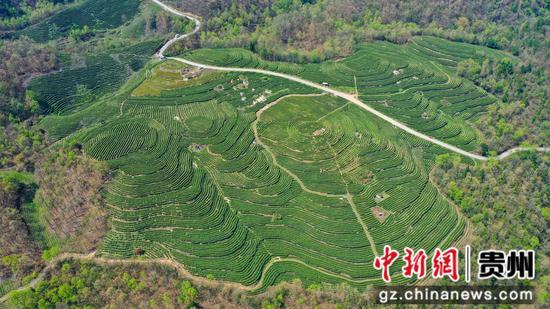 4月9日，贵州省大方县雨冲乡鹏银村仙女峰白茶种植基地茶山航拍。李灵 摄