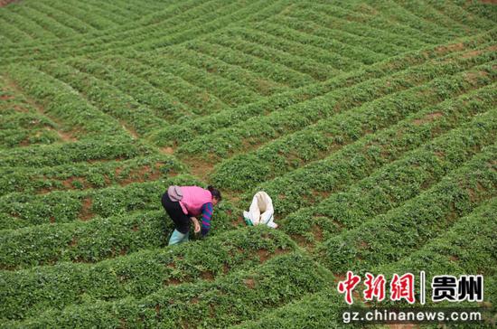 2023年4月7日，在贵州省黔东南苗族侗族自治州施秉县牛大场镇牛大场村，农民在给太子参除草。