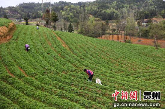 2023年4月7日，在贵州省黔东南苗族侗族自治州施秉县牛大场镇牛大场村，农民在给太子参除草。
