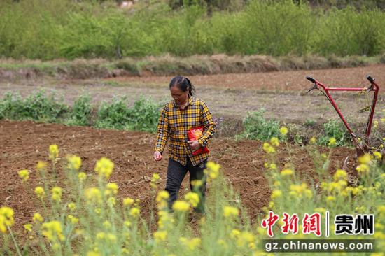 2023年4月7日，在贵州省黔东南苗族侗族自治州施秉县城关镇白塘村，农民在播种玉米。