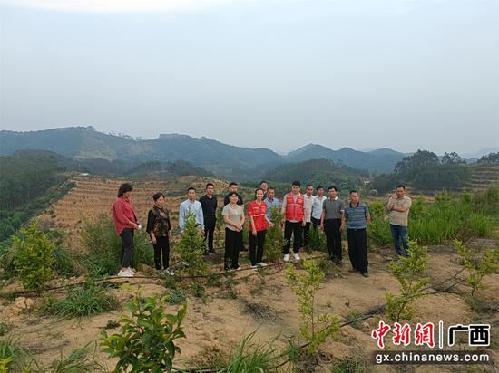 马山镇人大代表参观新龙村油茶产业园。