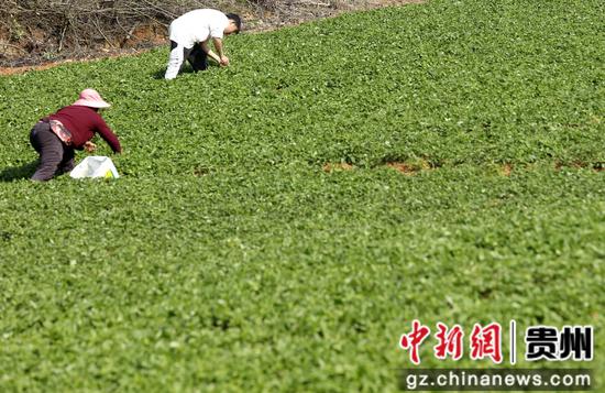 2023年4月8日拍摄贵州施秉县牛大场镇各处群众在太子参地头手工除草。