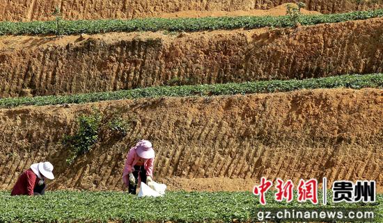 2023年4月8日拍摄贵州施秉县牛大场镇各处群众在太子参地头手工除草。