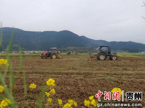 普觉镇猫猫屯坝区农技人员在耕地   胡伟摄