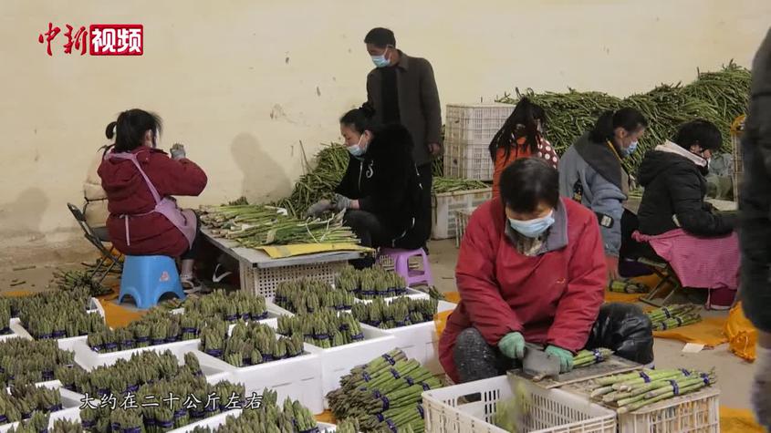 新疆：“沙漠芦笋”首年丰产 特色种植为乡村振兴助力