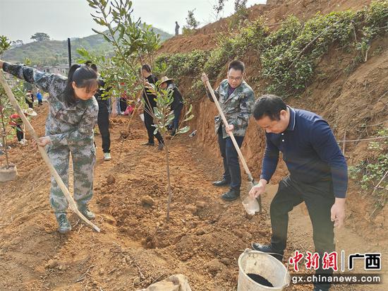 马山镇人大代表到平安村澳洲坚果基地种植果树。