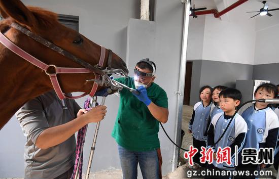 4月11日，在贵阳市南明区建华实验小学的马房实践课上，学生们正在观看工作人员给马修整打磨牙齿。