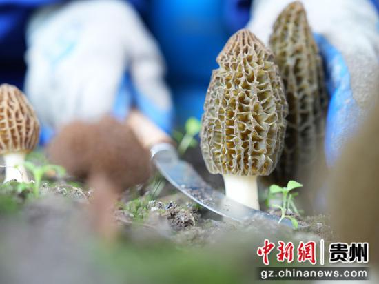 4月10日，贵州省大方县果木村大棚里面村民正在采收成熟的羊肚菌。李灵 摄