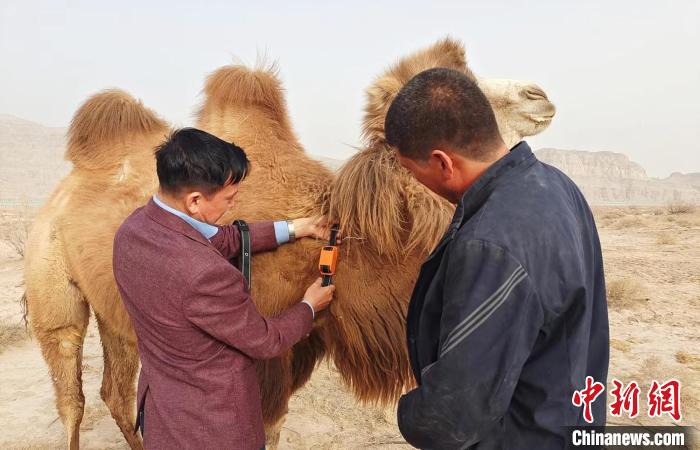 科技賦能新疆兵團畜牧業 定位技術讓戈壁養駱駝更省心