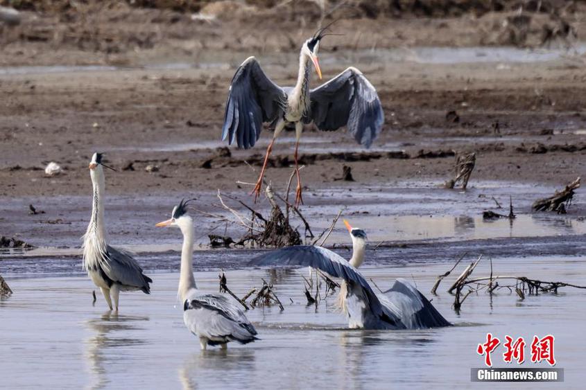 新疆博斯腾湖湿地群鸟嬉戏