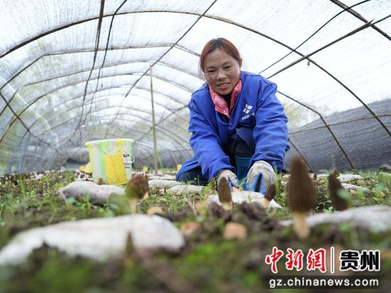 4月10日，贵州省大方县兴隆乡果木村大棚里面村民正在采收羊肚菌。李灵 摄