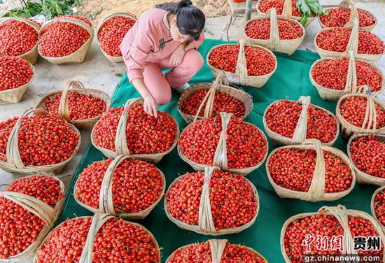 4月13日，果农在罗甸县木引镇云保村樱桃种植基地采摘樱桃。