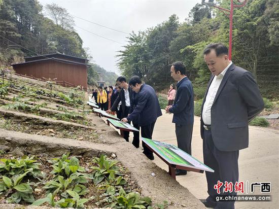 考察组在粤桂协作项目——金秀香草岭瑶药标准化种植基地调研。郭世珍  摄