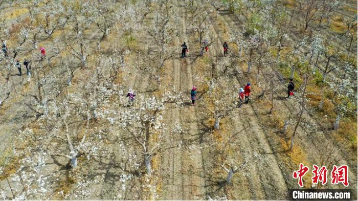 新疆庫爾勒41萬畝梨花盛開 果農授粉“繪”春天