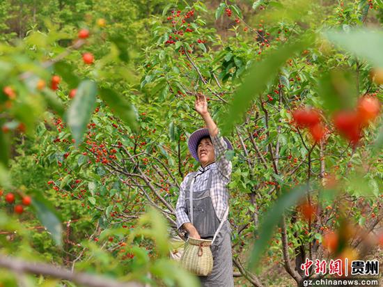 4月13日，果农在罗甸县木引镇云保村樱桃种植基地采摘樱桃。