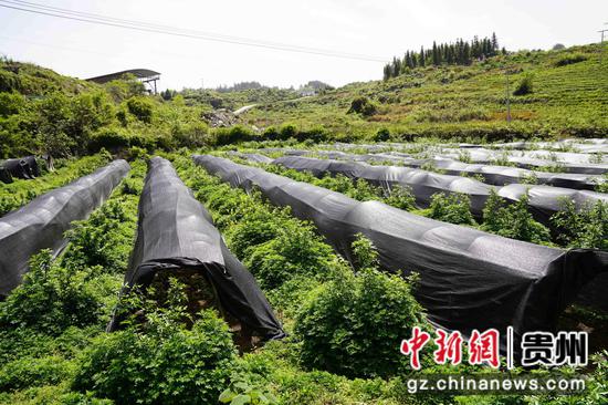 桐木村花椒基地里的羊肚菌大棚。