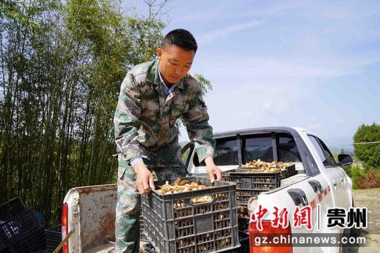 工作人员将羊肚菌装车。