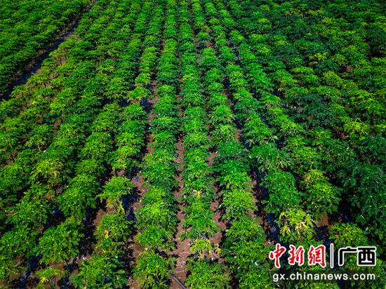 航拍横州马岭木瓜 马彪 航拍横州马岭木瓜 马彪