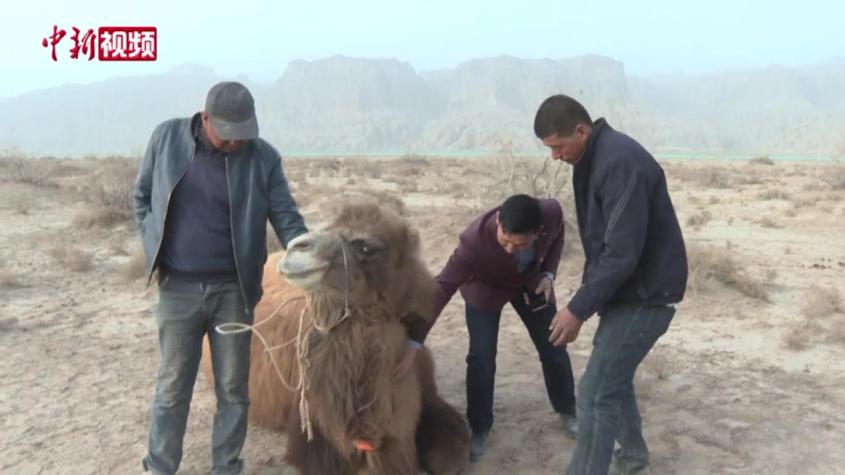 新疆兵團：衛星定位戈壁灘散養駱駝 牧民不再找駱駝