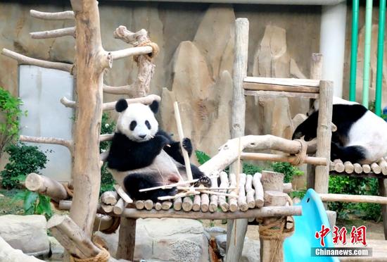 当地时间4月15日，位于吉隆坡的马来西亚国家动物园内，即将迎来两岁生日的熊猫幼崽“升谊”（左）正在进餐。“升谊”和“谊谊”是大熊猫“兴兴”“靓靓”在马来西亚的第三个和第二个孩子。马来西亚国家动物园副主席罗斯里15日受访时表示，“升谊”和“谊谊”正在按合约进行回中国的准备。中新社记者 陈悦 摄