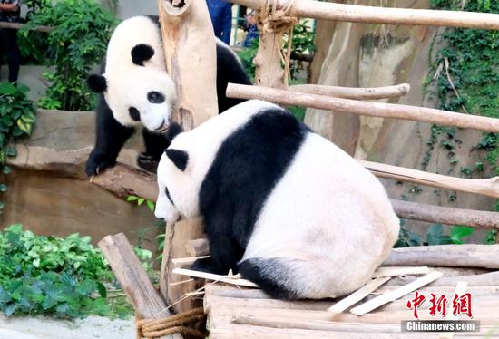 15日，位于吉隆坡的马来西亚国家动物园内，即将迎来两岁生日的熊猫幼崽“升谊”（左）正在和母亲“靓靓”（右）戏耍。“升谊”和“谊谊”是大熊猫“兴兴”“靓靓”在马来西亚的第三个和第二个孩子。马来西亚国家动物园副主席罗斯里15日受访时表示，“升谊”和“谊谊”正在按合约进行回中国的准备。中新社记者 陈悦 摄
