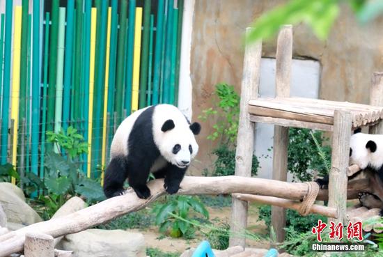15日，位于吉隆坡的马来西亚国家动物园内，即将迎来两岁生日的熊猫幼崽“升谊”正在走独木桥。“升谊”和“谊谊”是大熊猫“兴兴”“靓靓”在马来西亚的第三个和第二个孩子。马来西亚国家动物园副主席罗斯里15日受访时表示，“升谊”和“谊谊”正在按合约进行回中国的准备。中新社记者 陈悦 摄