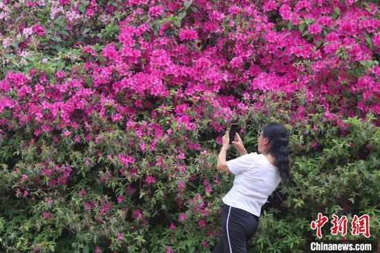 4月17日，市民在拍摄绽放的杜鹃花。　瞿宏伦 摄