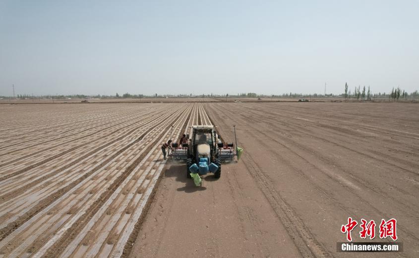 新疆喀什地區550萬畝棉花播種工作進入高峰期