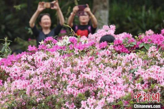 4月17日，绽放的杜鹃花吸引市民拍摄。　瞿宏伦 摄